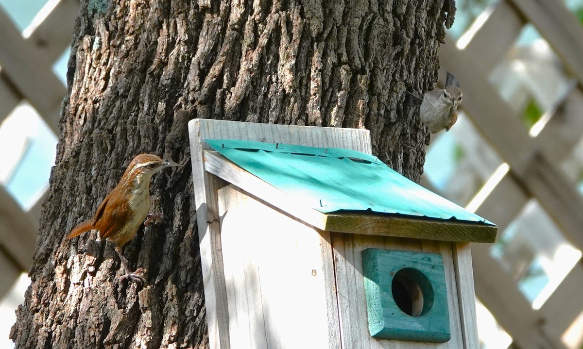 Bewick's Wren - ML620787487