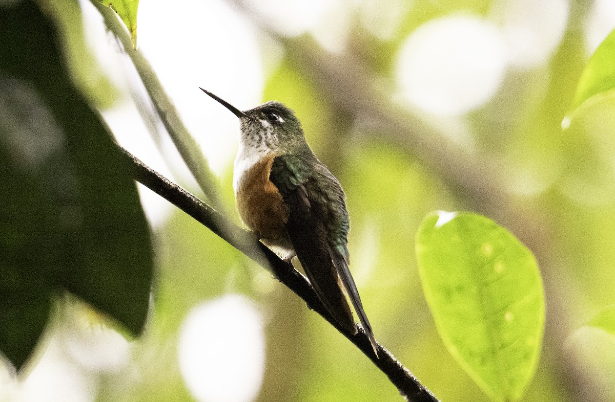 Long-tailed Sylph - ML620787488