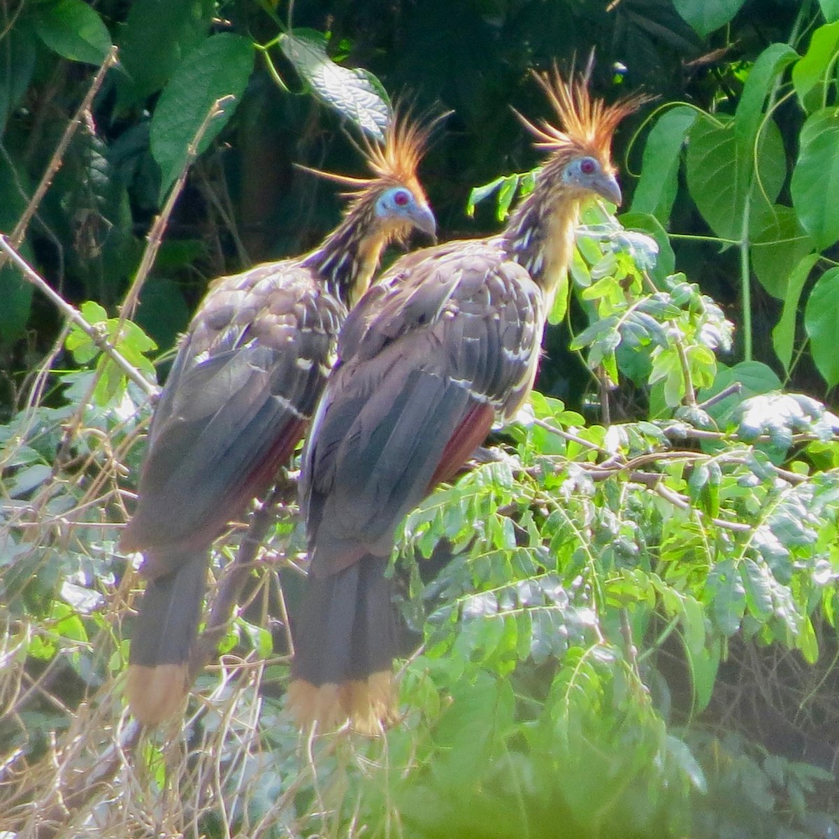 Hoatzin - ML620787490