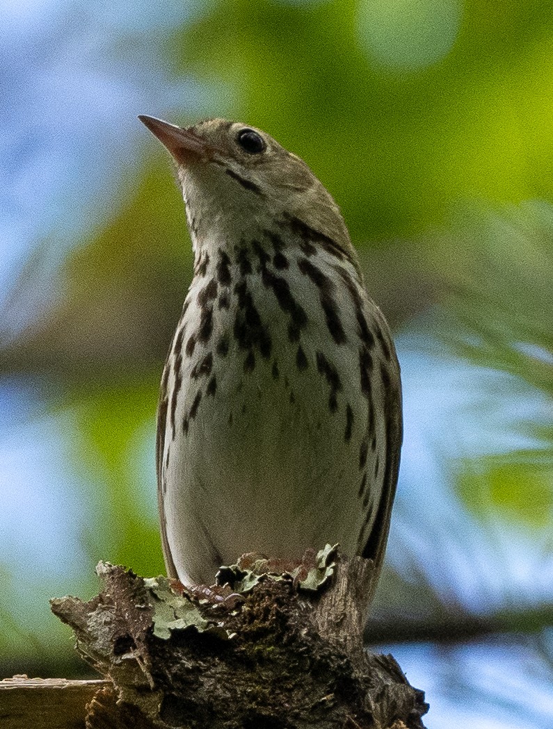 カマドムシクイ - ML620787491