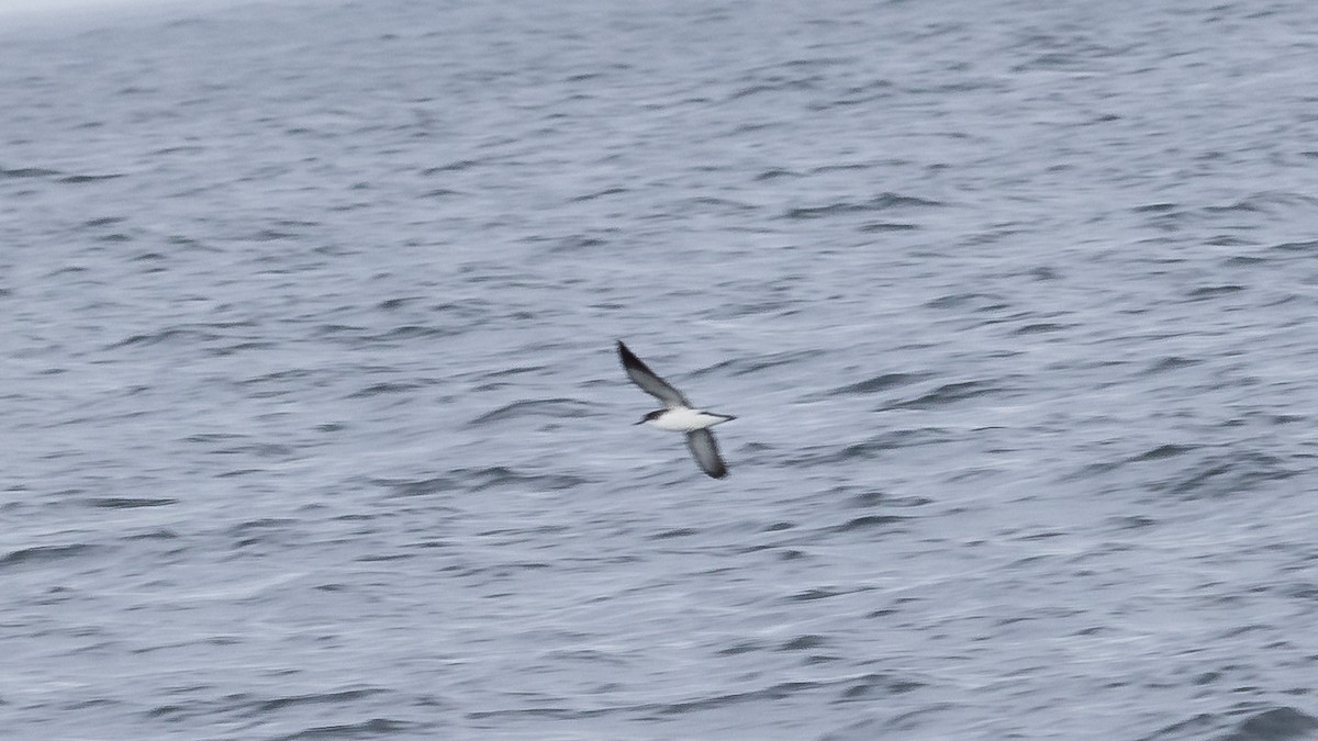 Manx Shearwater - ML620787492