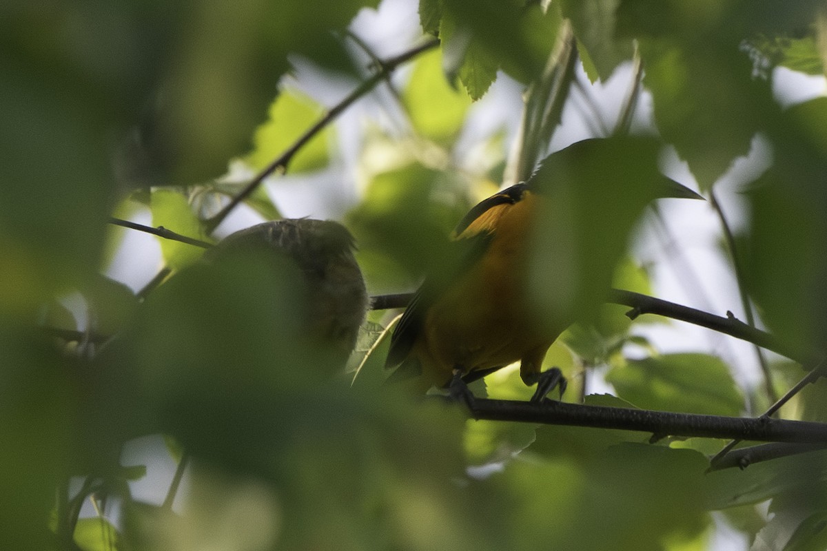 Baltimore Oriole - ML620787493