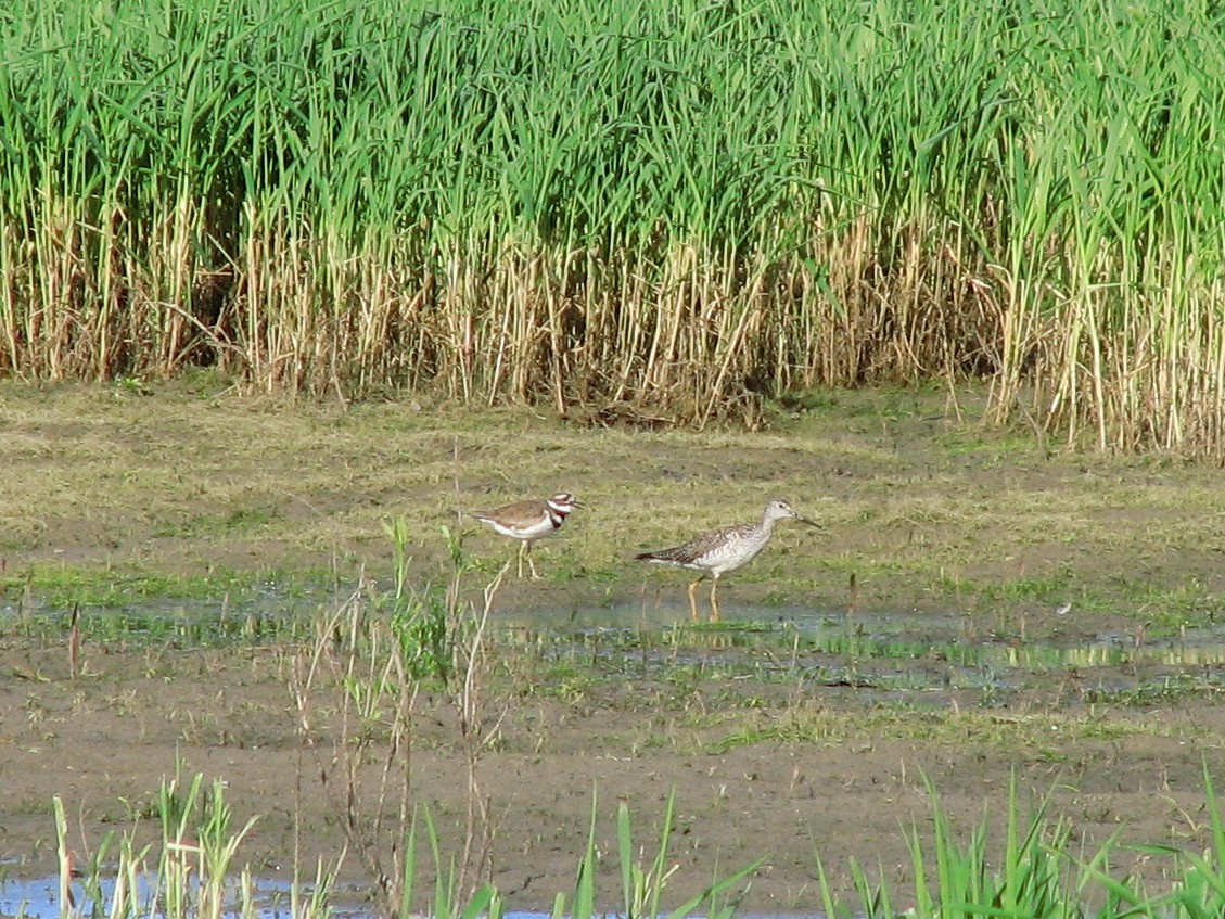 Greater Yellowlegs - ML620787494