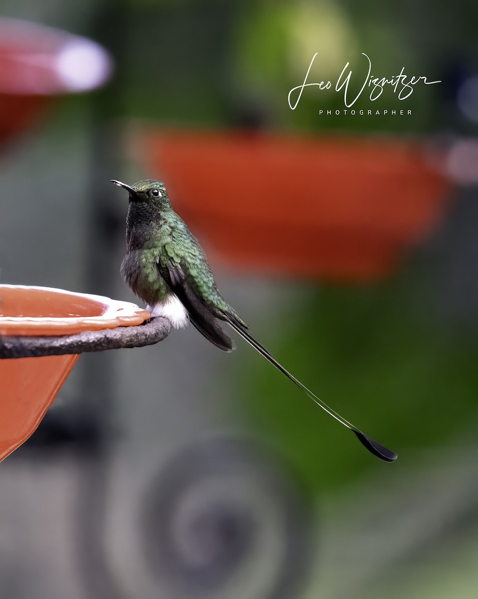 White-booted Racket-tail - Leo Wiznitzer