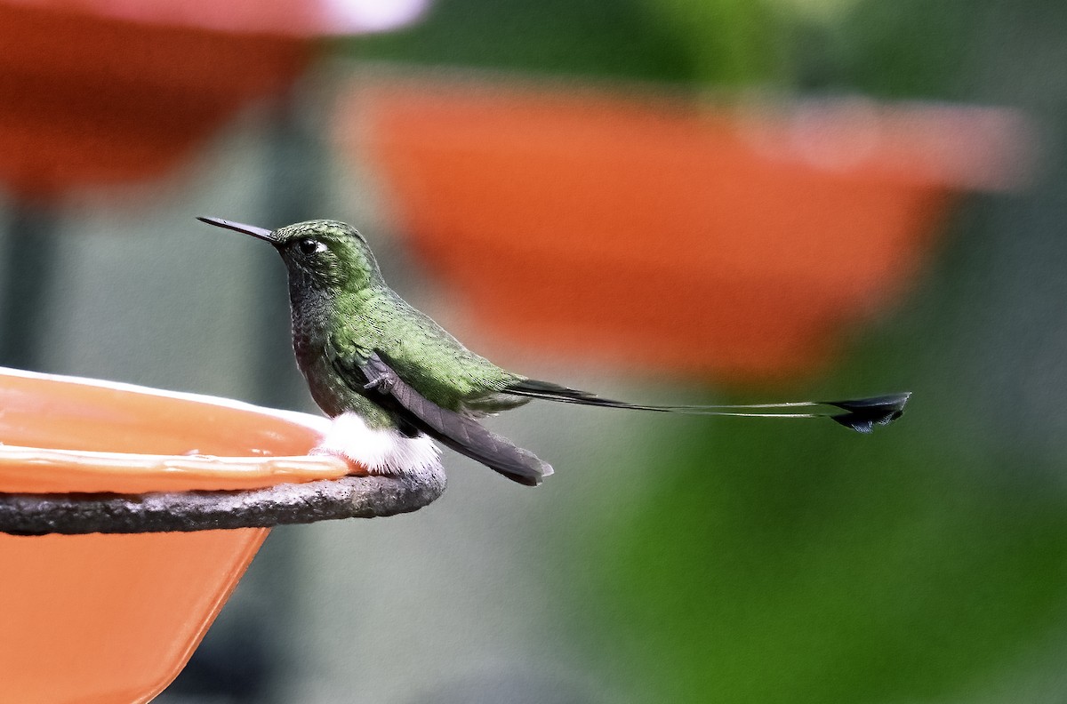 Colibrí de Raquetas Faldiblanco - ML620787499