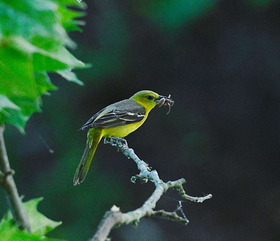 Orchard Oriole - Frank Wang