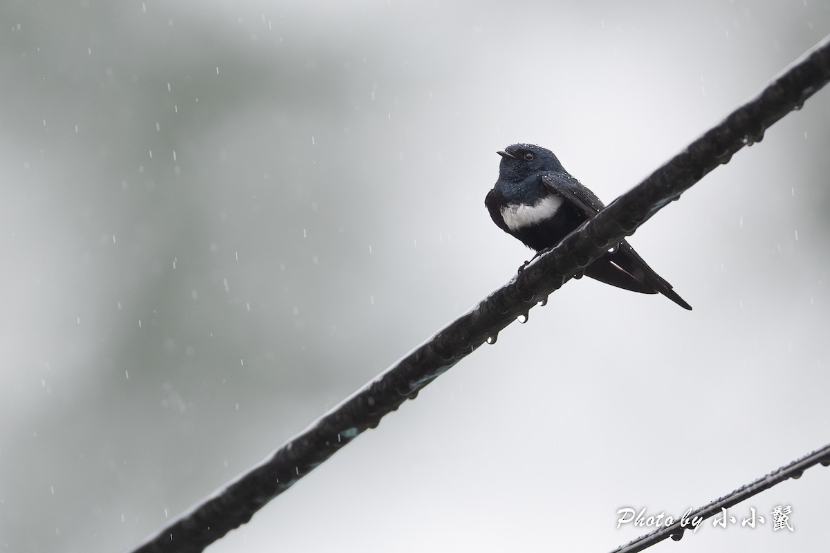 White-banded Swallow - ML620787510