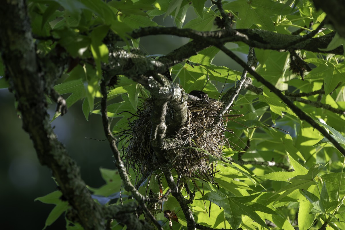 Eastern Kingbird - ML620787511