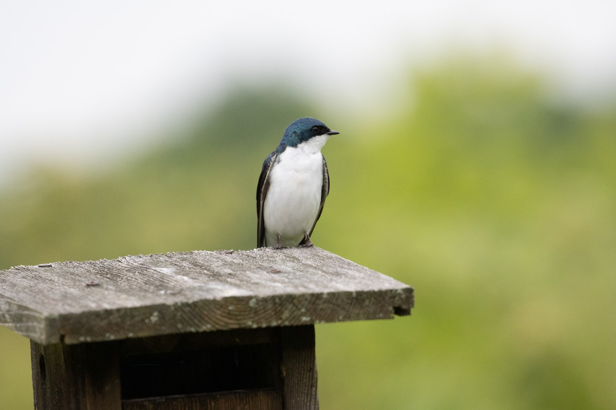 Tree Swallow - ML620787512