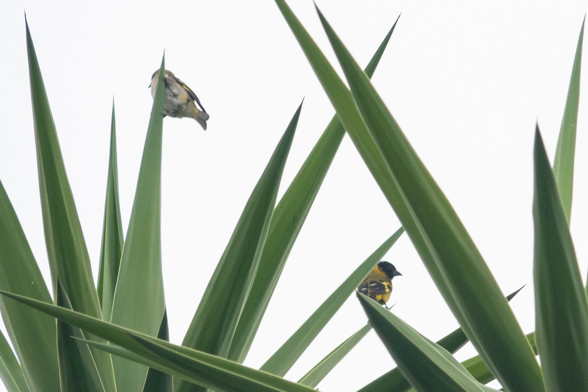 Hooded Siskin - ML620787516