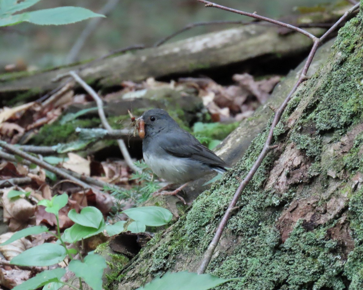 Dark-eyed Junco - ML620787517