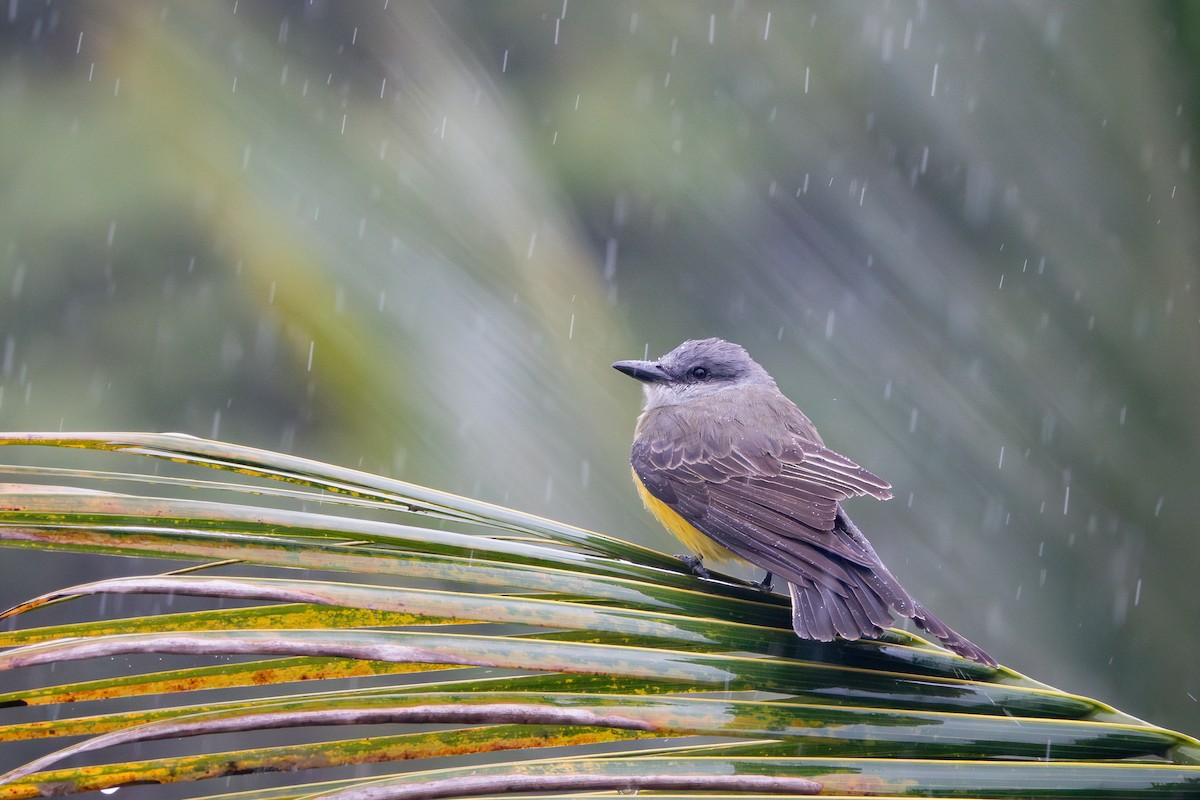 Tropical Kingbird - ML620787519