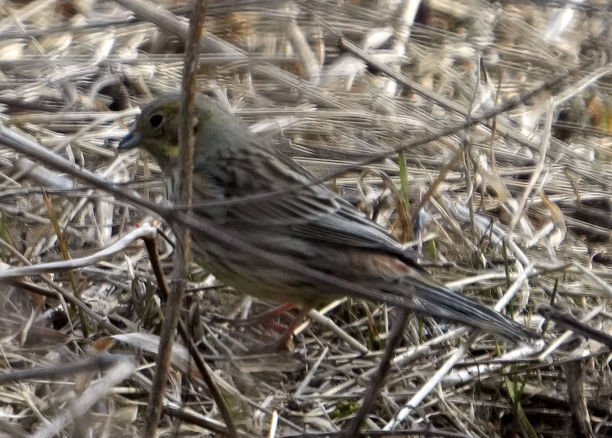 Yellowhammer - Phil Davis