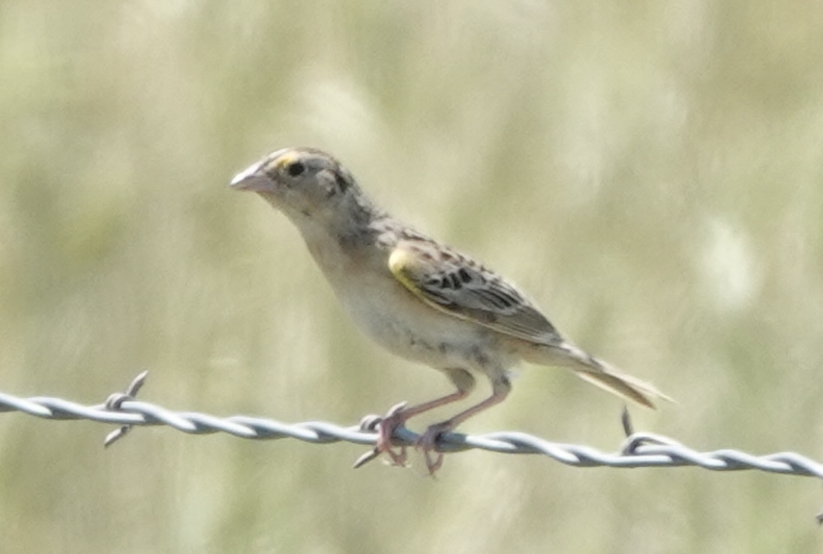 Grasshopper Sparrow - ML620787521