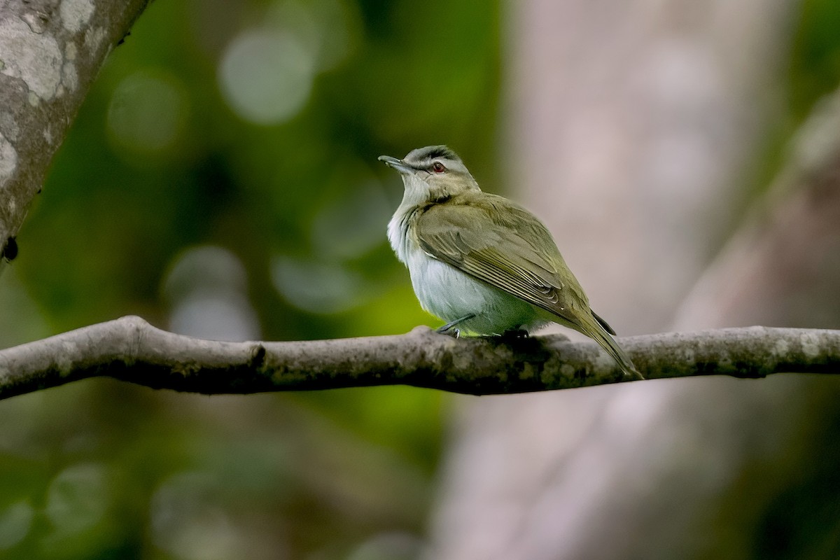 rødøyevireo - ML620787522