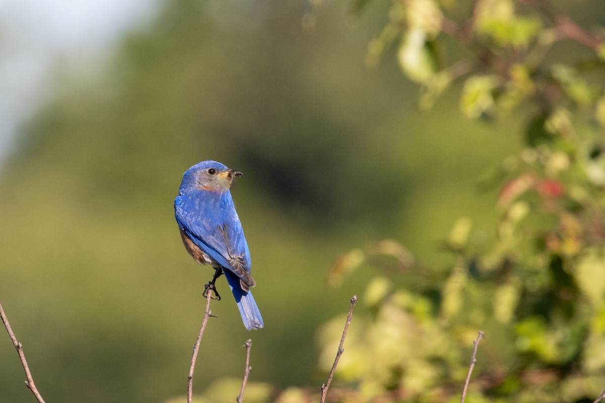 Eastern Bluebird - ML620787523