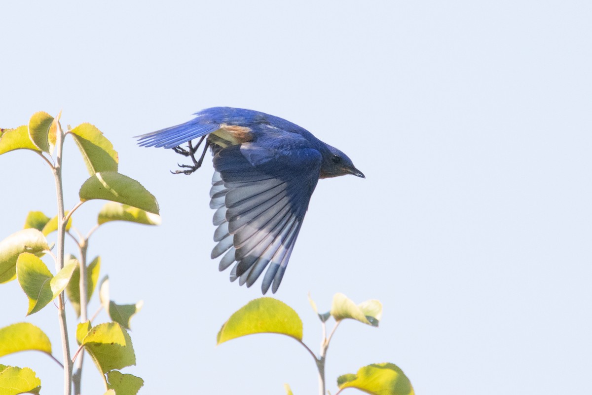 Eastern Bluebird - ML620787524