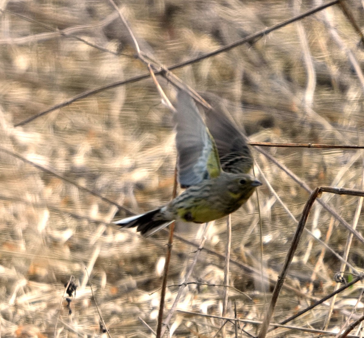 Yellowhammer - ML620787527