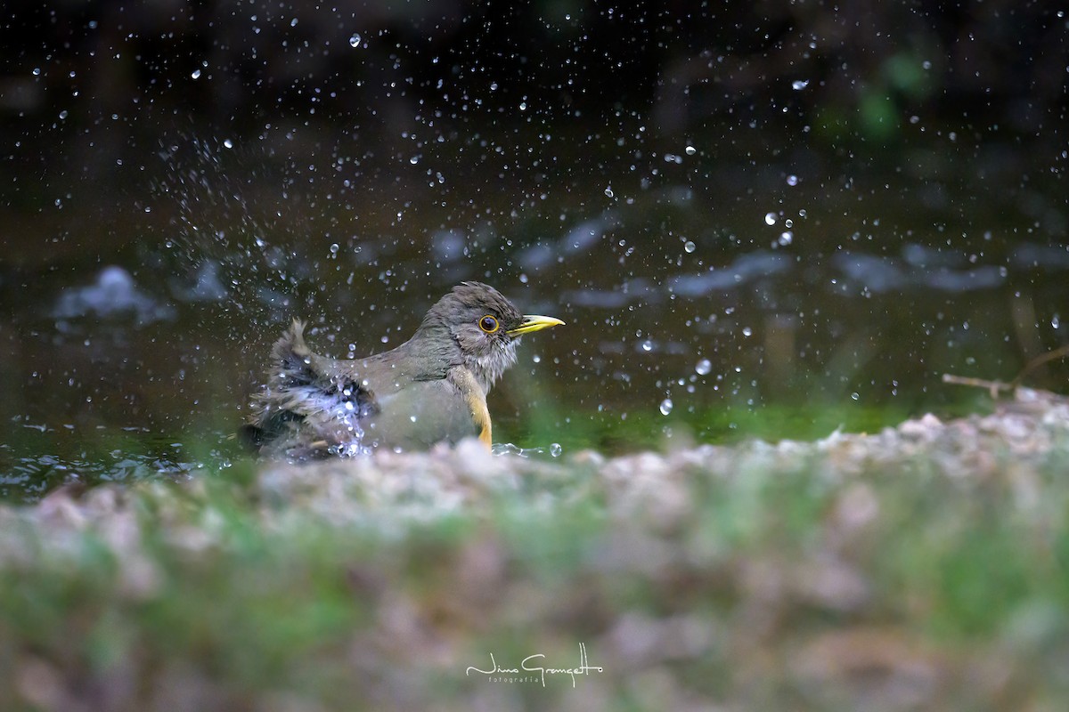 Rufous-bellied Thrush - Aldo Grangetto