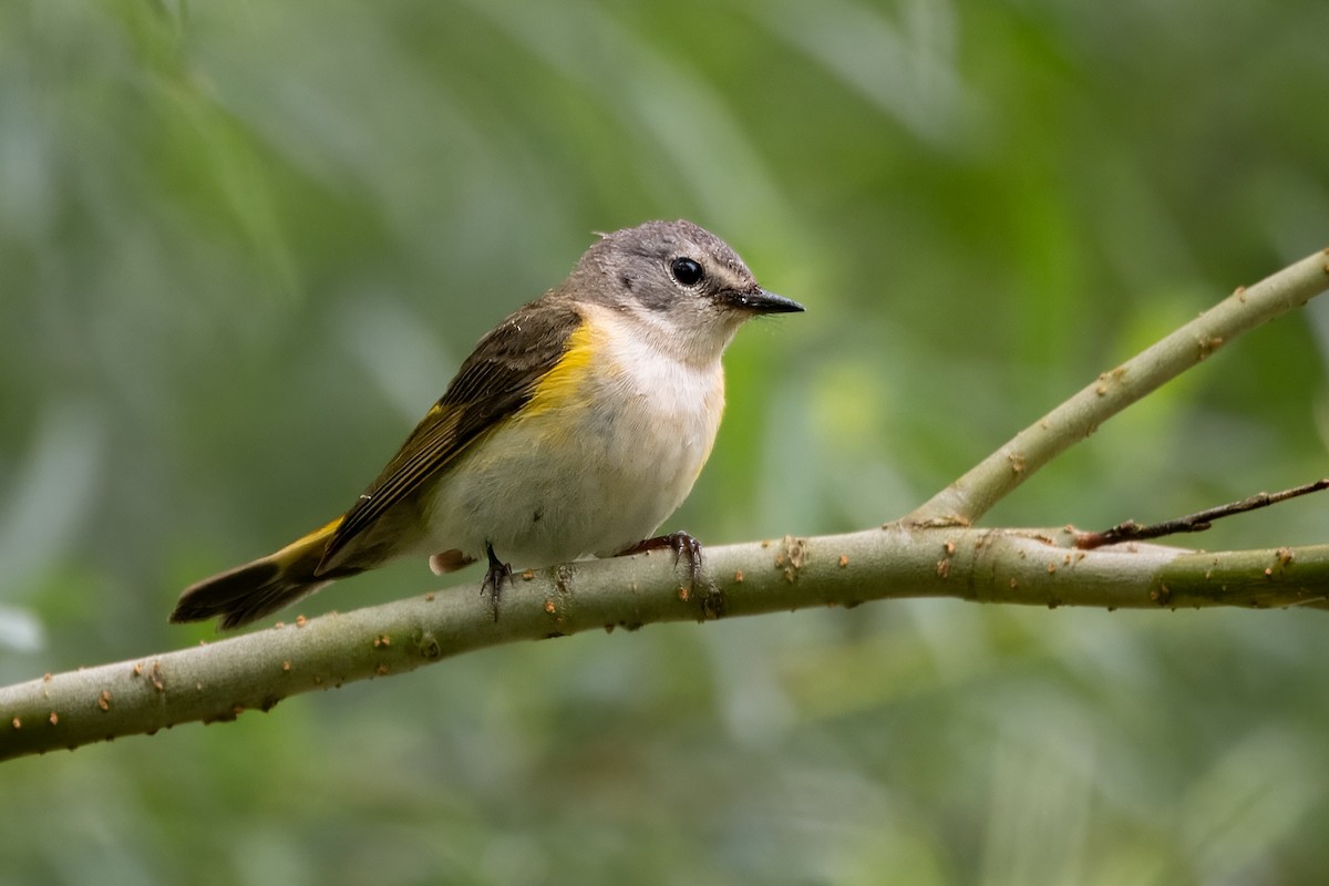 American Redstart - ML620787534