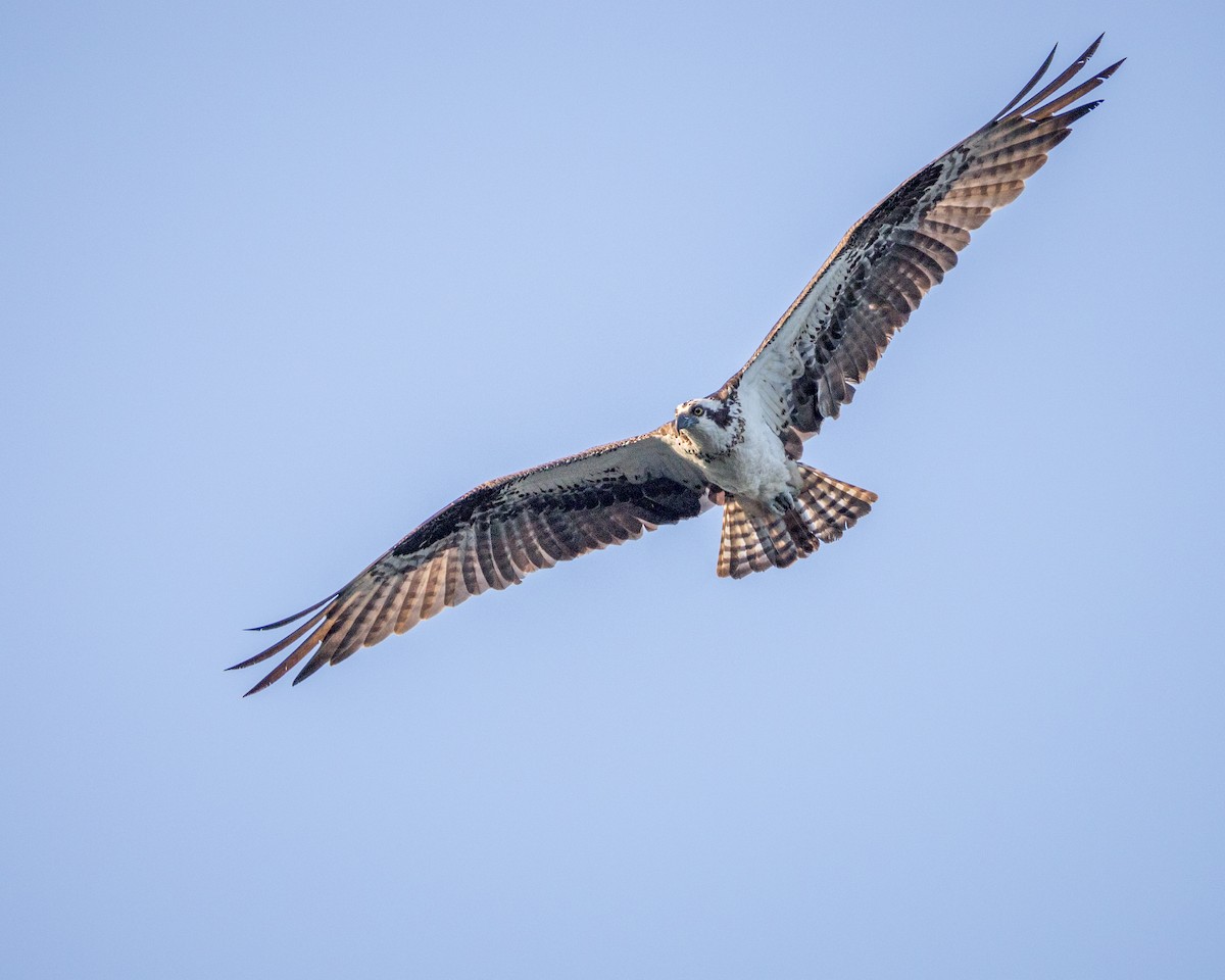 Osprey - ML620787535