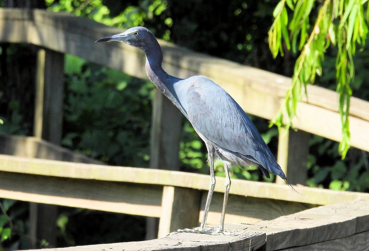 Aigrette bleue - ML620787536