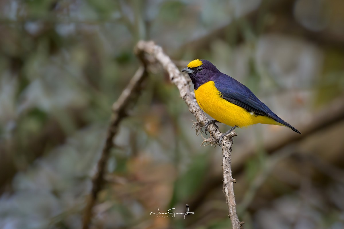 Purple-throated Euphonia - ML620787537