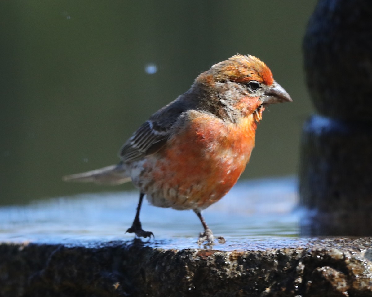 House Finch - ML620787538