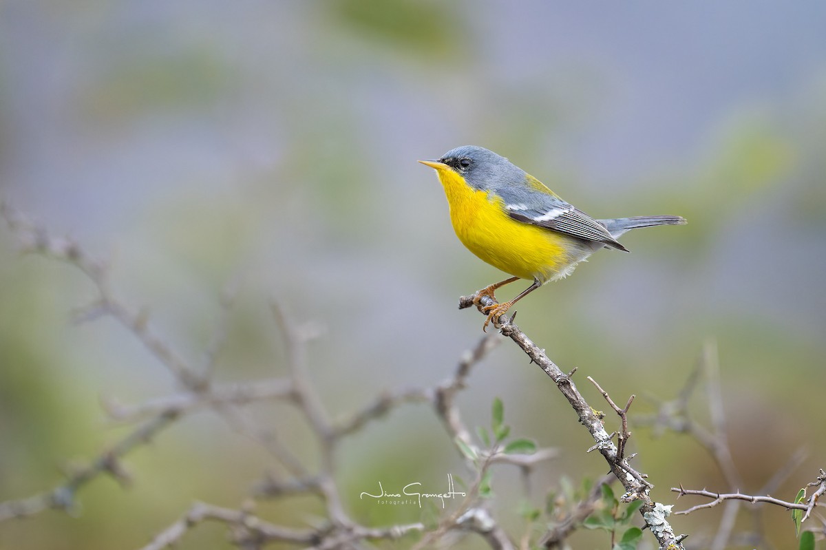 Tropical Parula - Aldo Grangetto