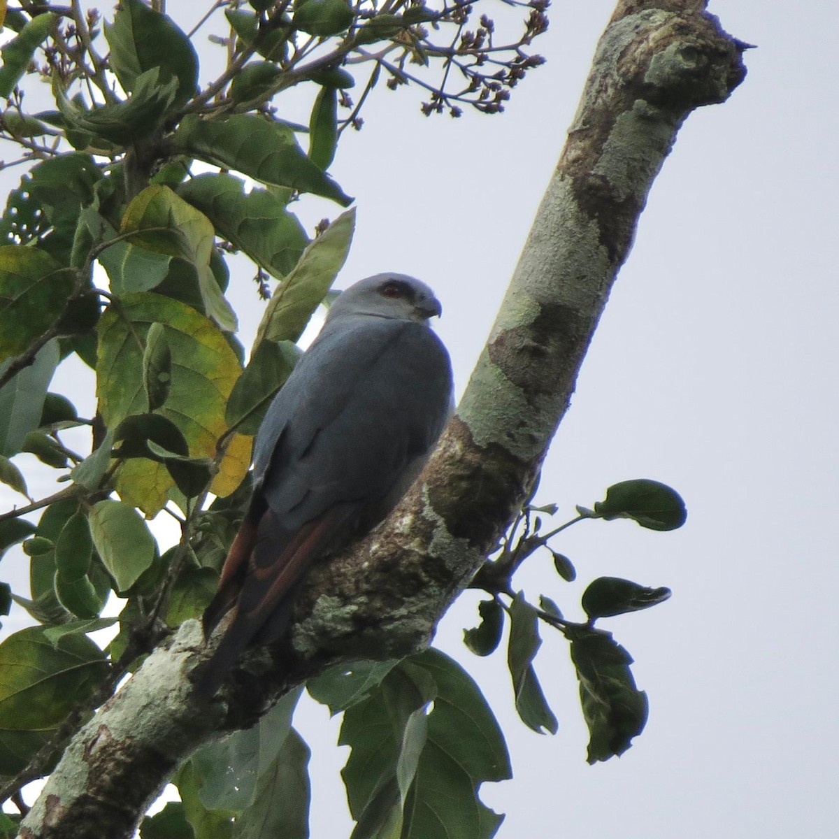 Plumbeous Kite - ML620787541