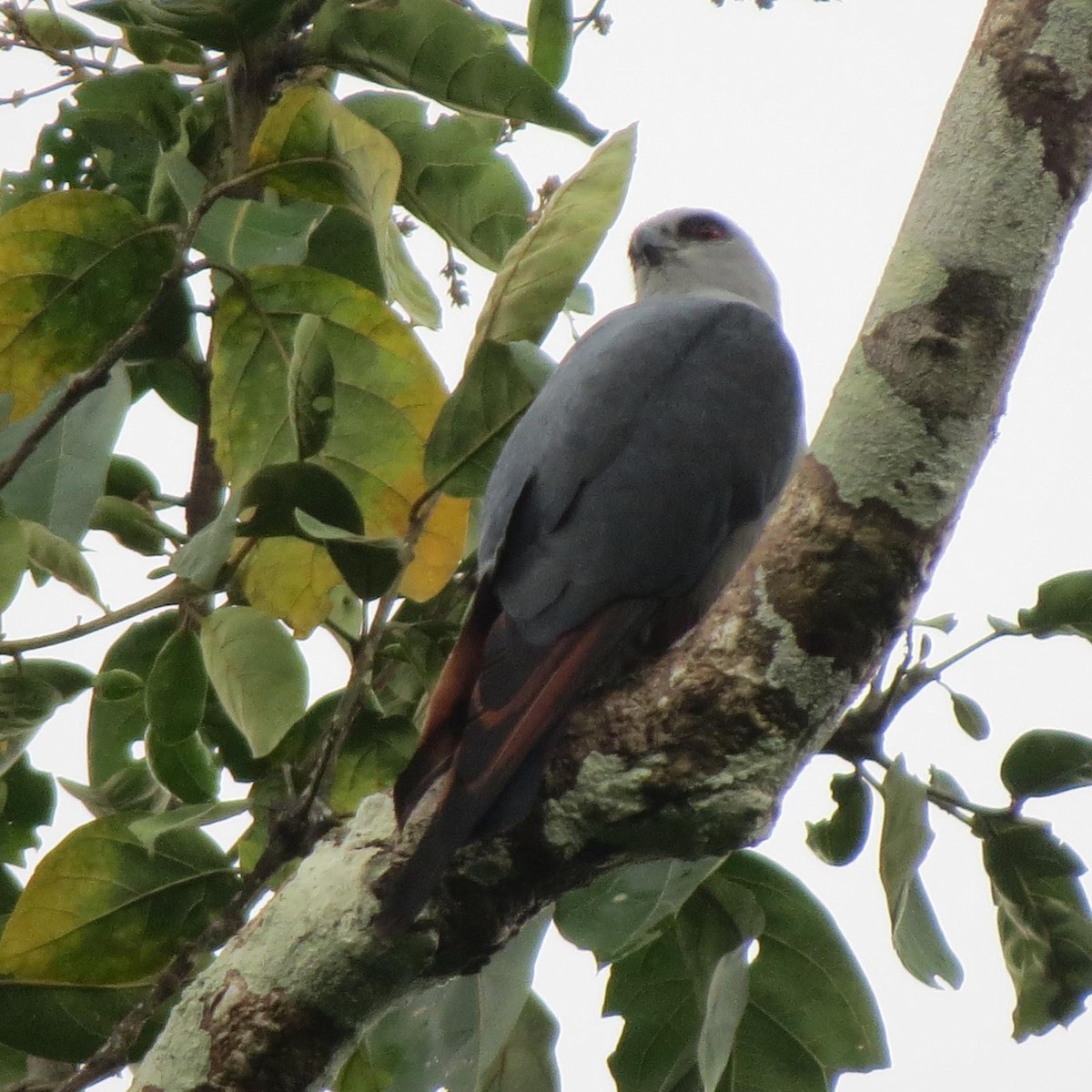 Plumbeous Kite - ML620787542