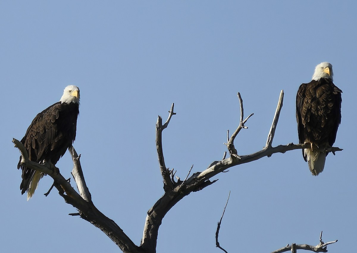 Bald Eagle - ML620787543