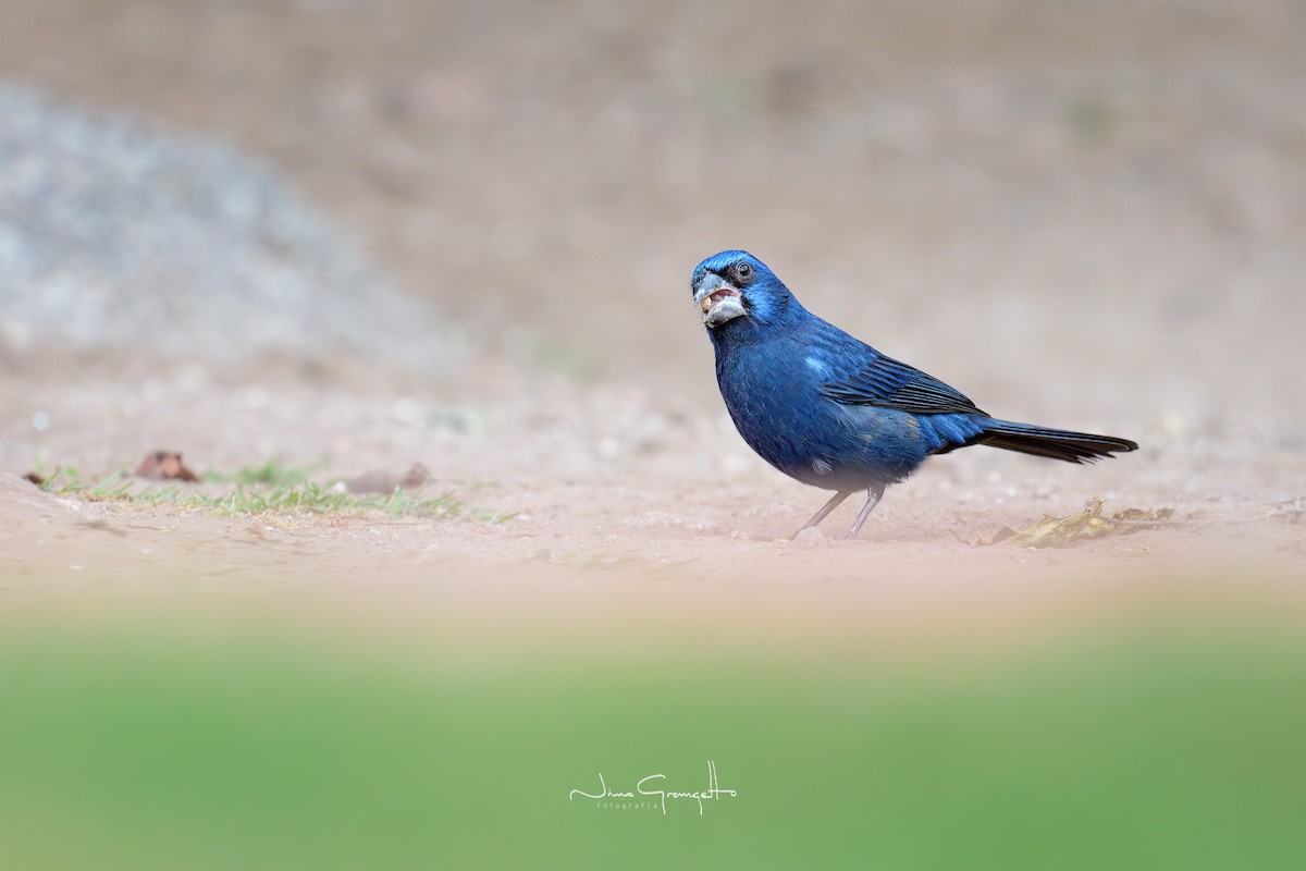 Ultramarine Grosbeak - ML620787548