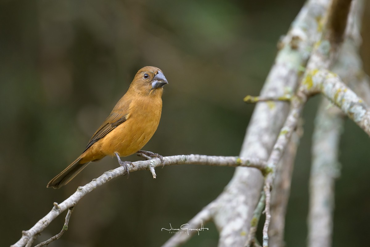 Ultramarine Grosbeak - ML620787549