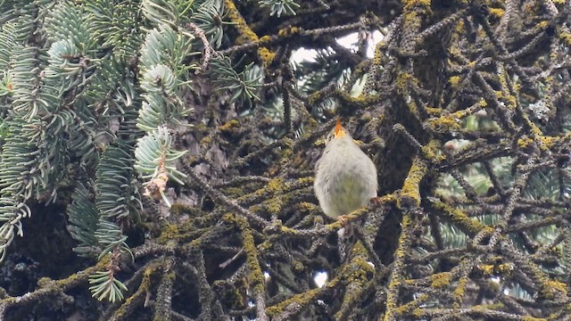 Buff-barred Warbler - ML620787550