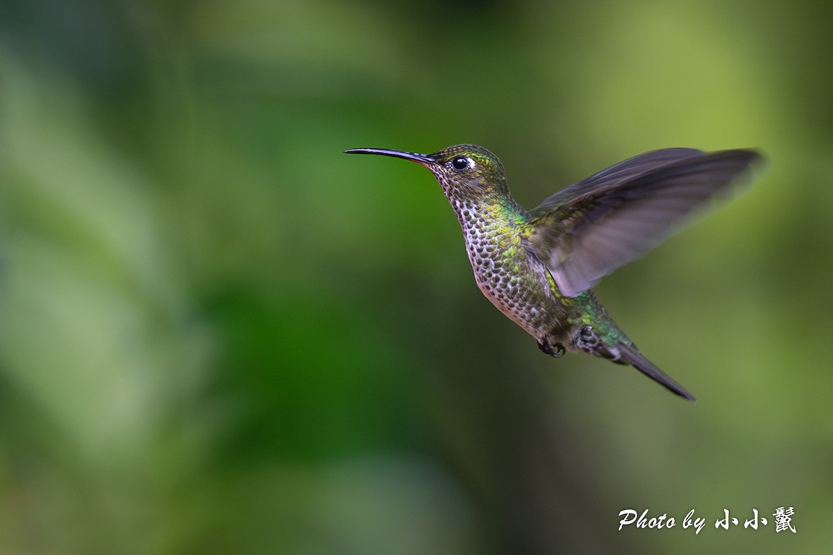 Many-spotted Hummingbird - ML620787551