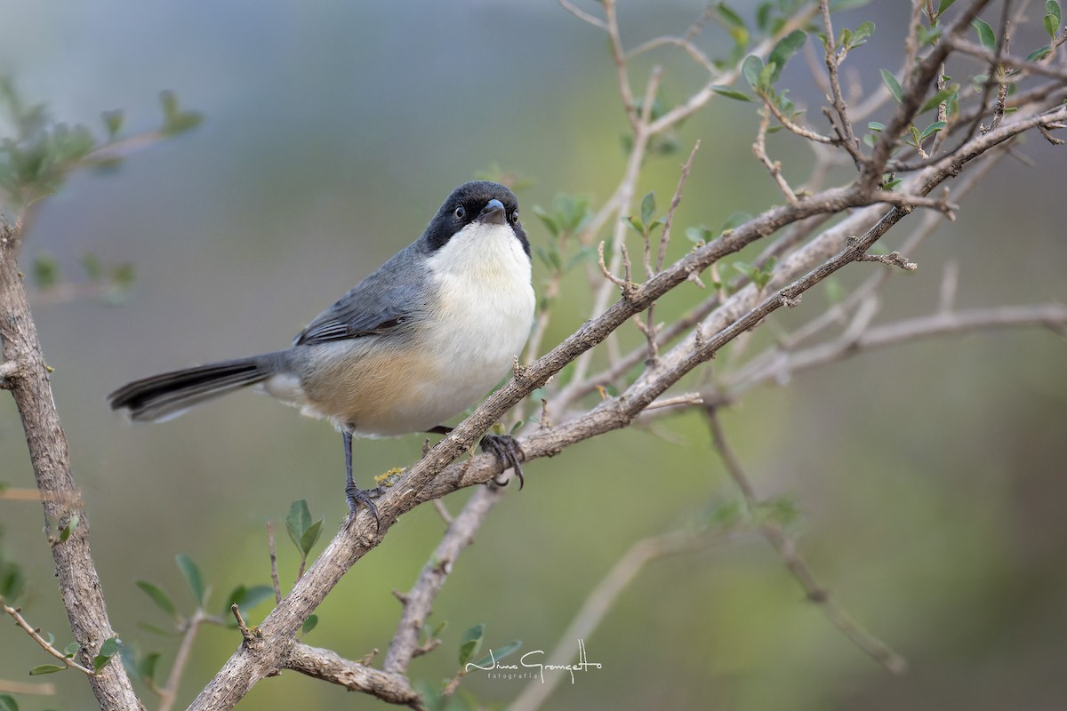 Black-capped Warbling Finch - ML620787552