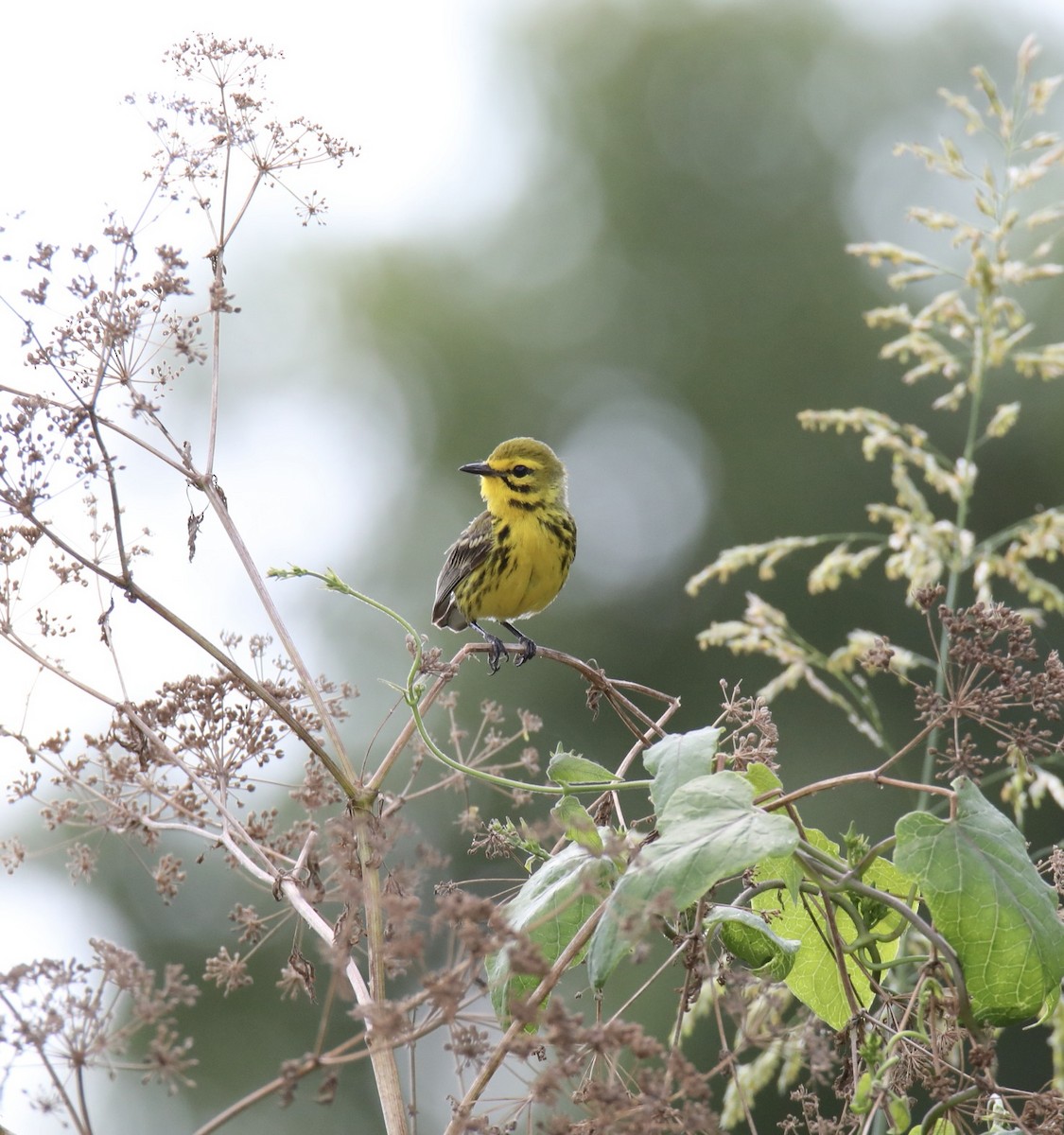 Prairie Warbler - ML620787554