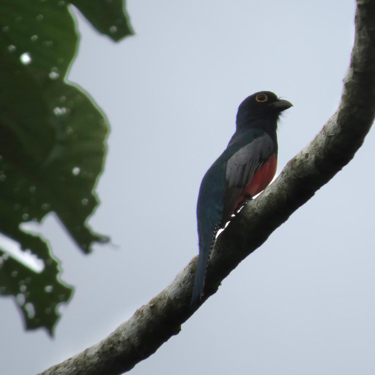 trogon modrotemenný - ML620787556