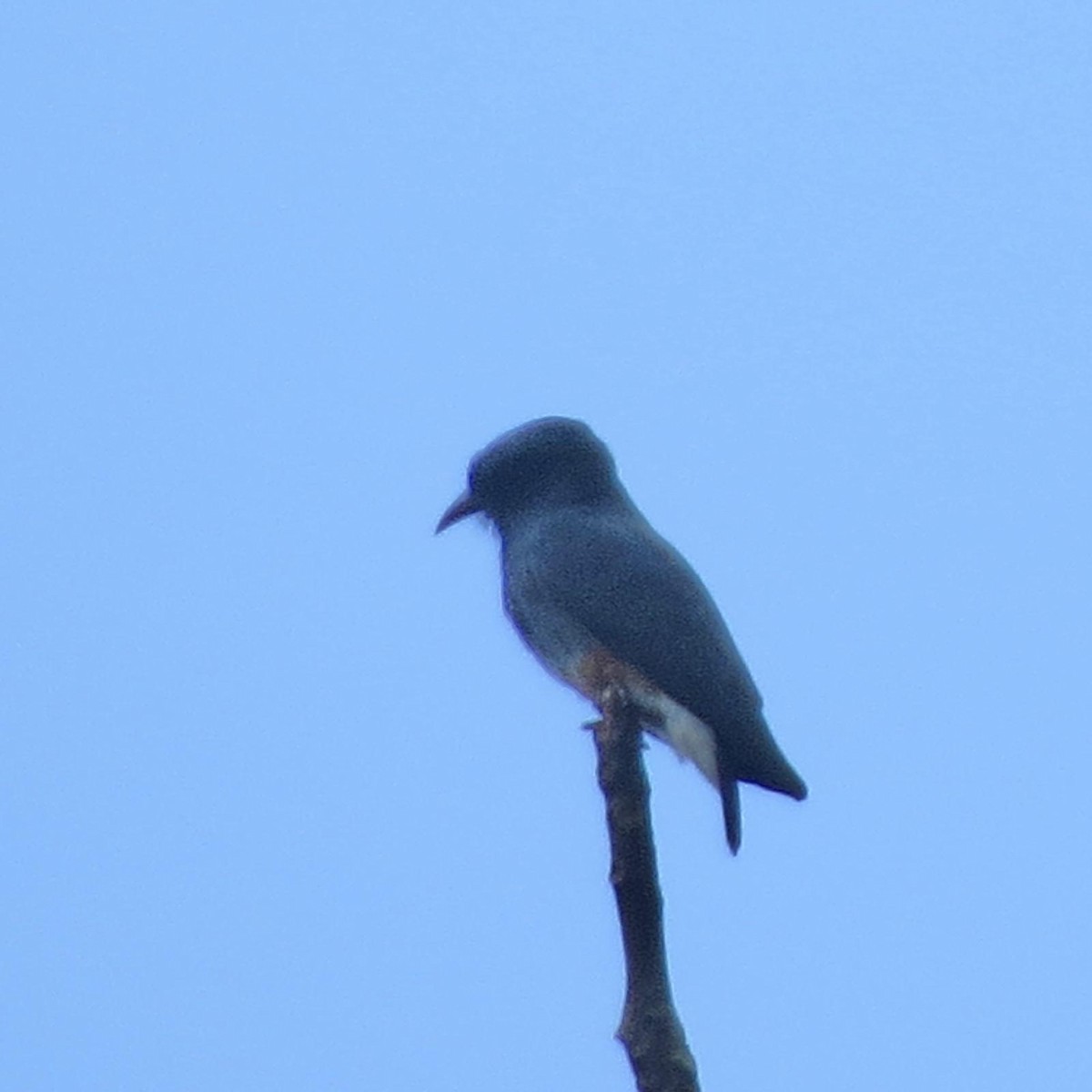 Swallow-winged Puffbird - ML620787569