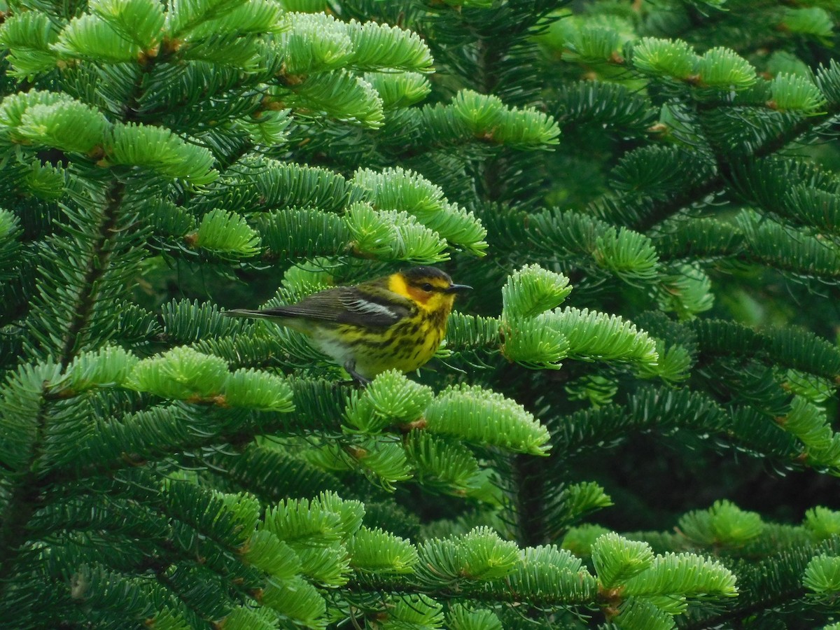 Cape May Warbler - ML620787570