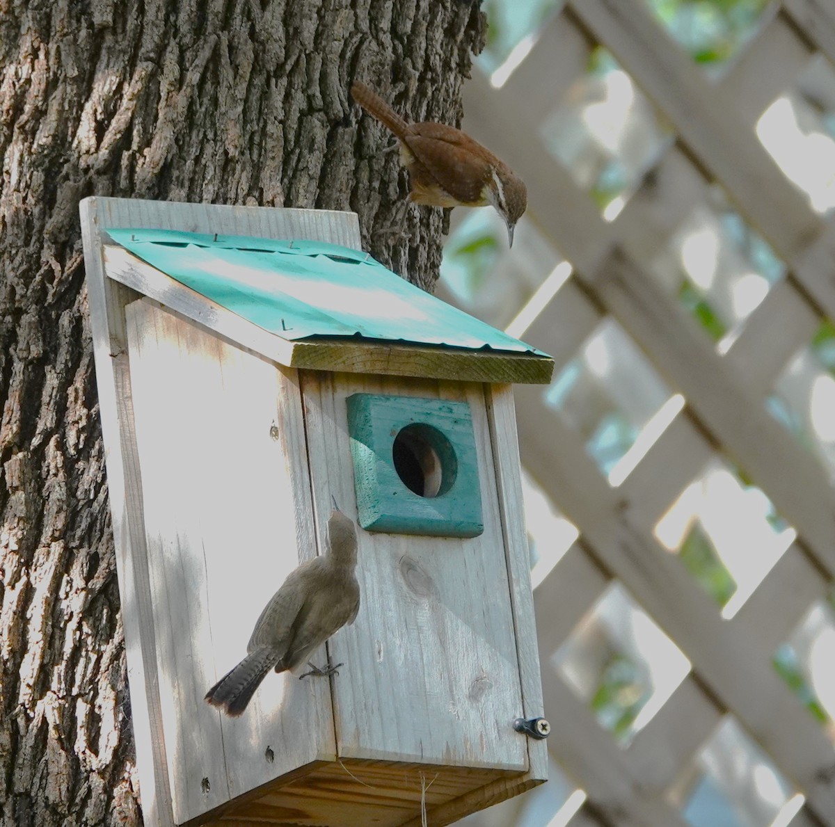 Bewick's Wren - ML620787573