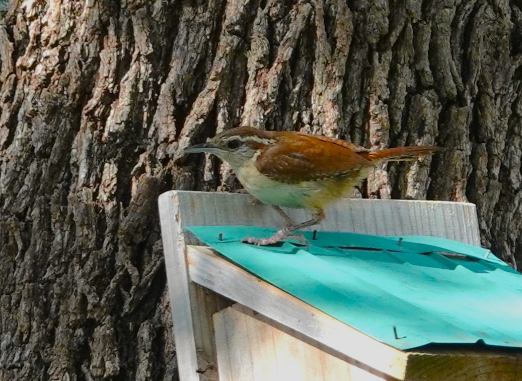 Bewick's Wren - ML620787575