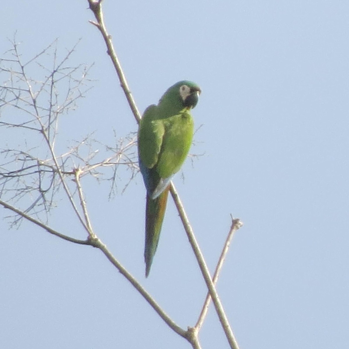 Chestnut-fronted Macaw - ML620787576