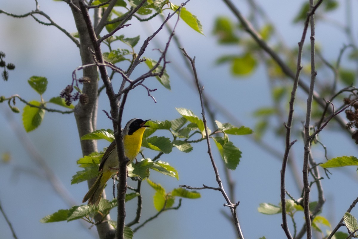 Common Yellowthroat - ML620787578