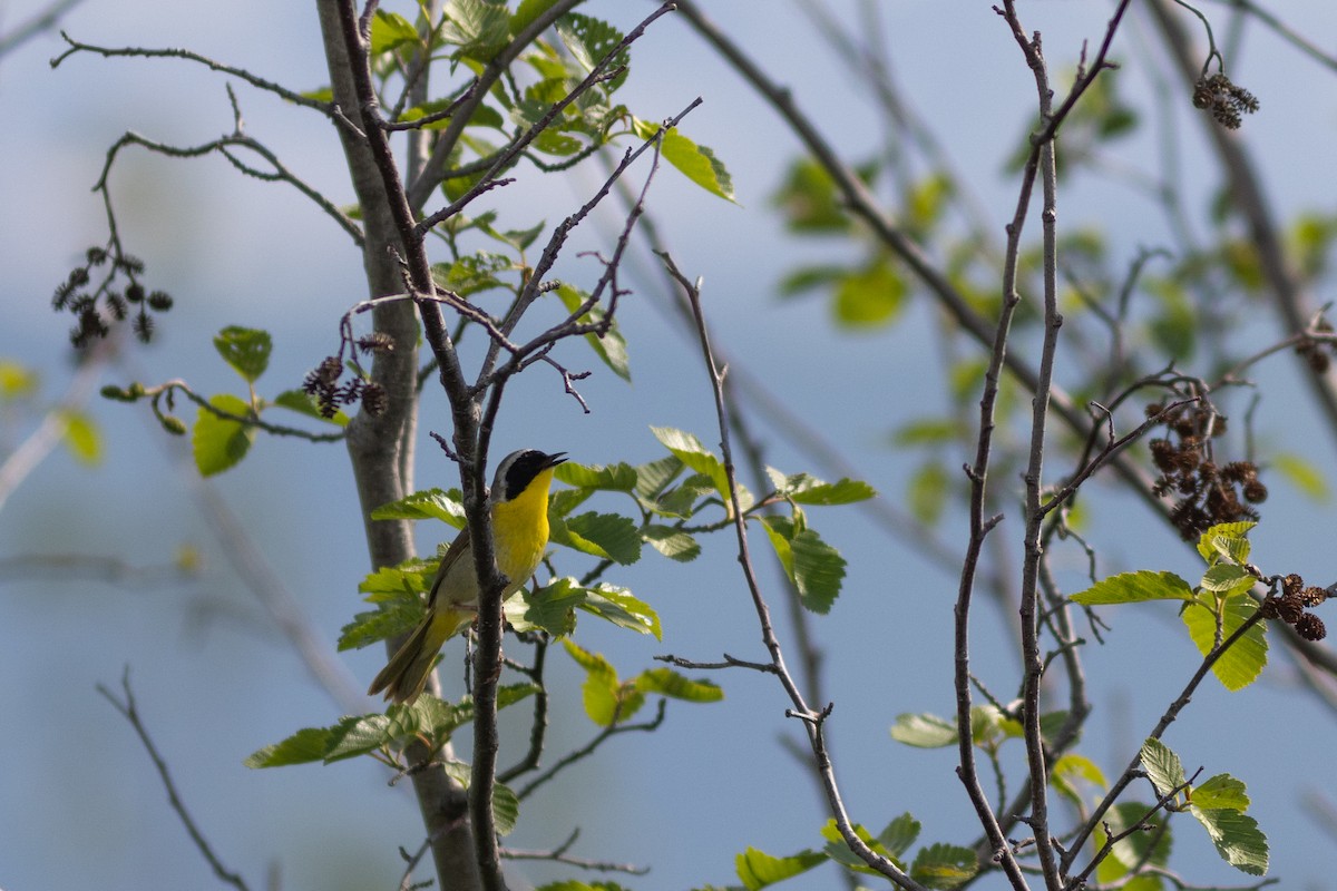 Common Yellowthroat - Justin Saunders