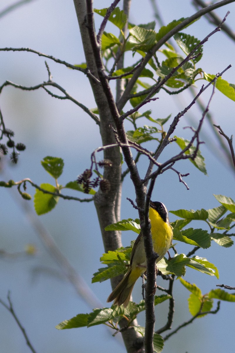 Common Yellowthroat - Justin Saunders