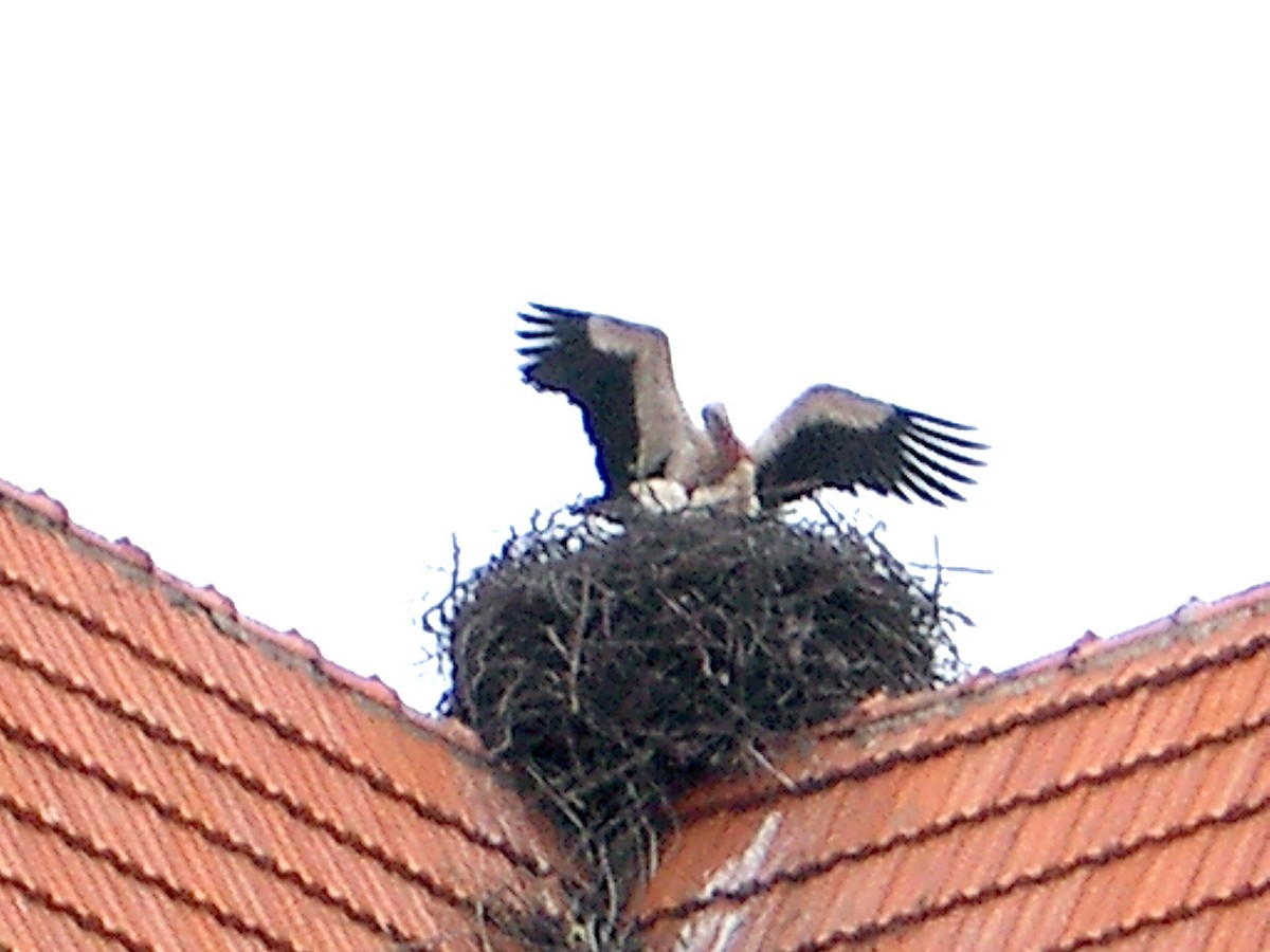 White Stork - ML620787582