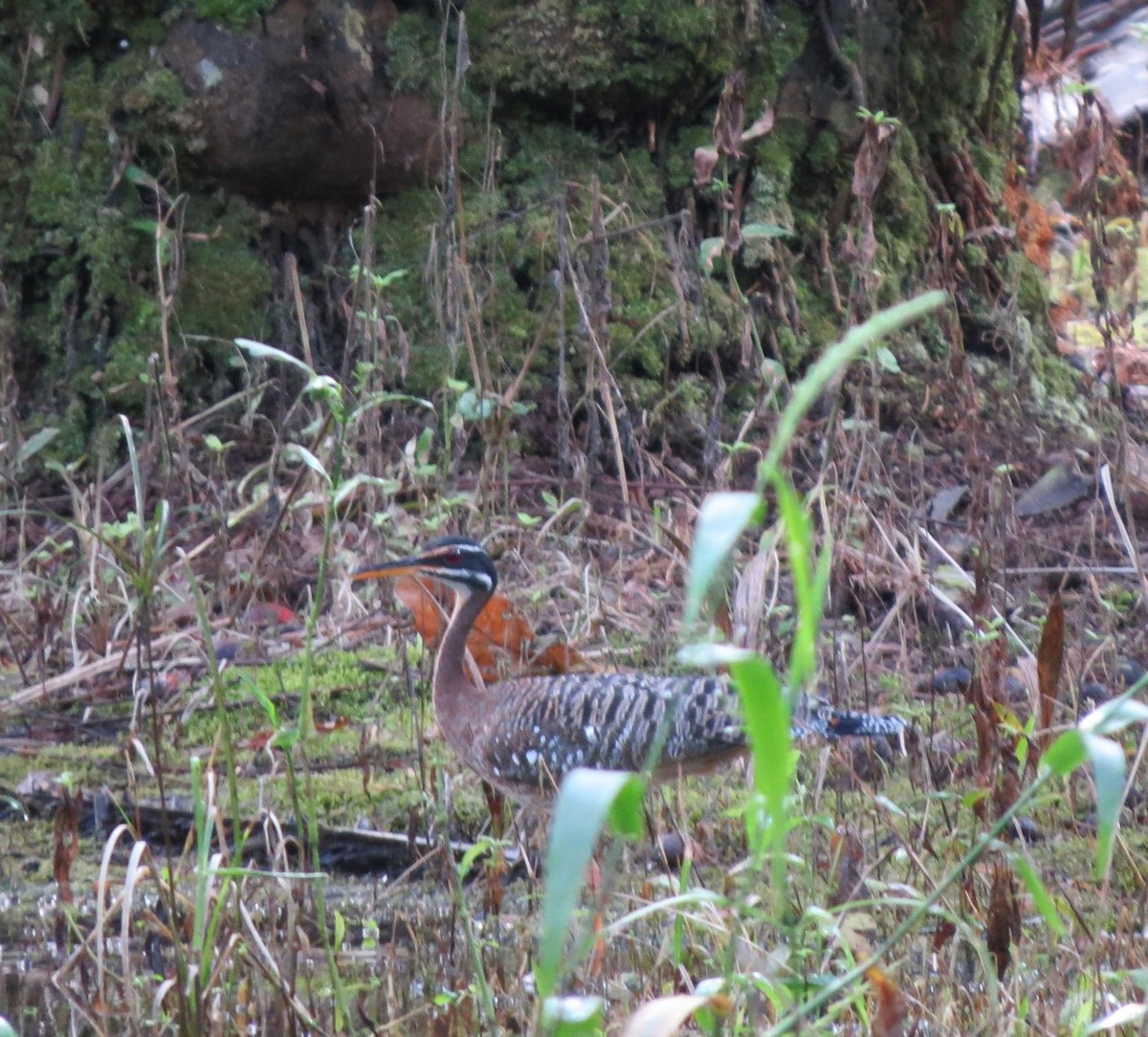 Sunbittern - ML620787583