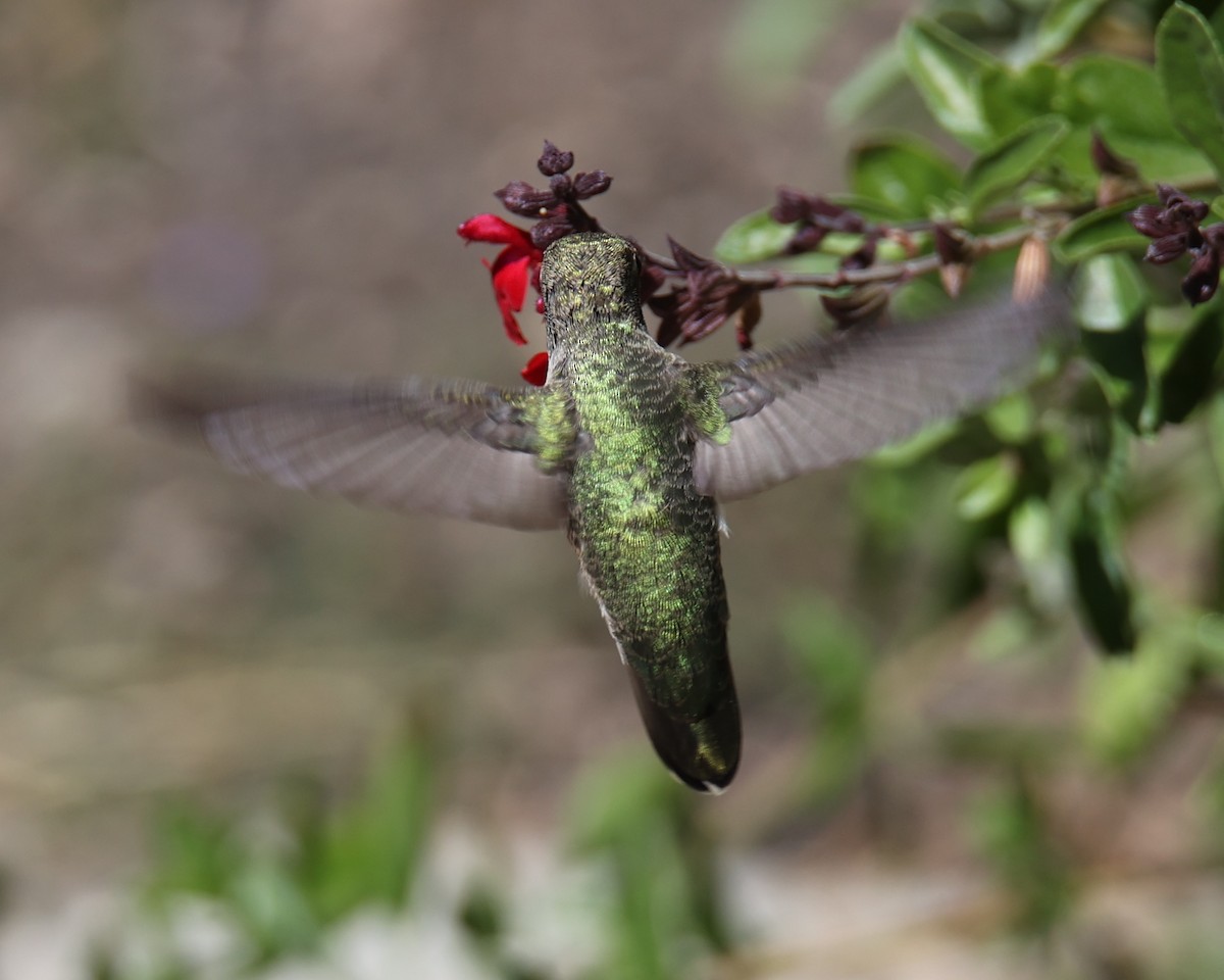 Anna's Hummingbird - ML620787584